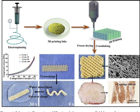  Chitin – Ein vielseitiger Biopolymer für Tissue Engineering und regenerative Medizin!